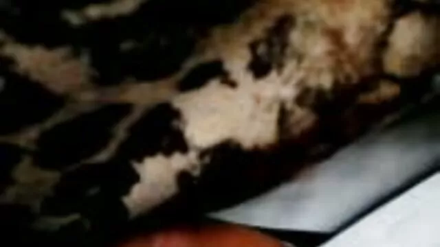 女の子フェラ 女性 向け セックス 無料 動画